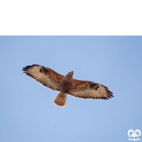 گونه سارگپه پا بلند Long-legged Buzzard